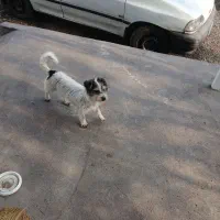 پاکوتاه نژاد شیتزو.سویسی.|سگ|آستانه اشرفیه, |دیوار