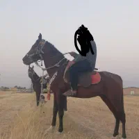 اسب نریان مدرکدار