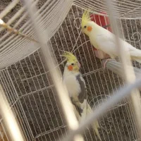 عروس هلندی|پرنده|نسیمشهر, |دیوار