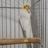 عروس هلندی میبد|پرنده|میبد, |دیوار