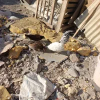 مرغ و خروس مینیاتوری|حیوانات مزرعه|مشکین‌دشت, |دیوار