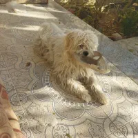 دو قلاده سگ شیتزو بازیگوش|سگ|لنجان, |دیوار