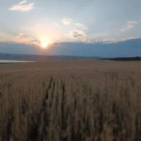زمین بغل تالار بیرسن