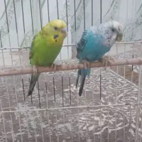 دو عدد طوطی بی صرو صدا