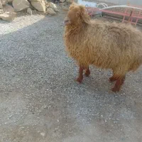 گوسفند آبستن دجیجه دو شکم  چاق چاق چاق