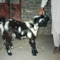 بز نر  تریشتر خوب هم برای کشتن هم برای نگهداشتن