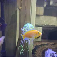 آکواریوم شیشه خم|ماهی|قم, سعادتی|دیوار