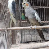 طوطی عروس