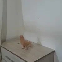 کبوتر|پرنده|اسفراین, |دیوار