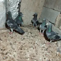 کبوتر پلاکی