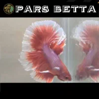 فایتر هافمون تایلندی|ماهی|فردیس, شهرک راه آهن|دیوار