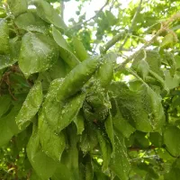 باغبانی سمپاشی درختان سم پاشی گل کاری در سراسرمشهد