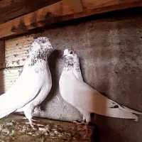 کفتر ساعت بالا و به زمانت