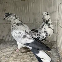 کبوتر کفتر پرشی درجه یک به شرط|پرنده|آمل, |دیوار