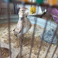 قناری خاکی شاه