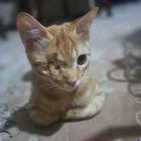 گمشده
