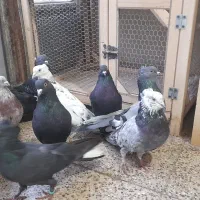 کبوتر اصفهانی پر