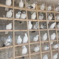 اصل کفتر گروی|پرنده|آران و بیدگل, |دیوار