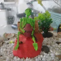 اکواریوم و وسایل اکواریوم