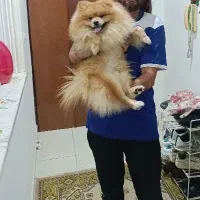 پامرانین نر(زیر قیمت)