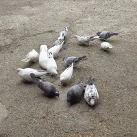 کفتر ،کبوتر پرشی