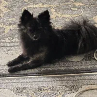 سگ پامرین اپارتمانی