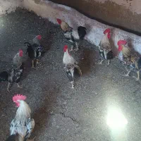 خروس محلی
