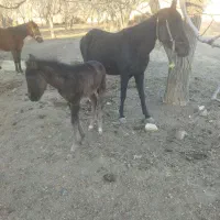 مادیان وکره|اسب و تجهیزات اسب‌سواری|الشتر, |دیوار