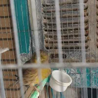 قناری گلاستر|پرنده|شاهین‌شهر, گزبرخوار|دیوار