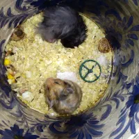 همستر اتریشی موبلند