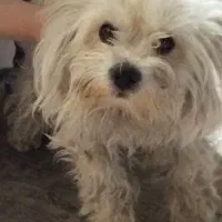 سگ پاکوتاه نژاد شیتزو