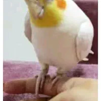 عروس هلندی جوجه