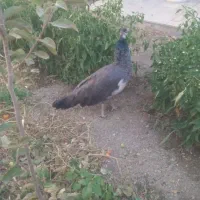 پرنده گمشده