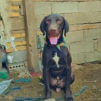 توله‌شکاری1ونیم‌ساله