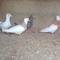 کبوتر طوقی وسینه