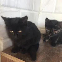 واگذاری بچه گربه دو ماهه محدوده تنکابن