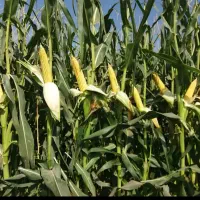 خریدارذرت علوفه