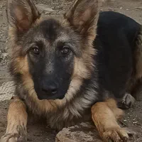 سگ گرگی خالص ۵ ماهه