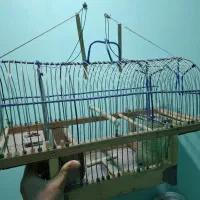 تعدادی قفس چوبی تله