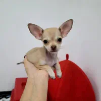 شی وا وا|سگ|پرند, فاز ۱|دیوار