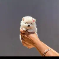 فروش پامرانین خرسی فوق العاده بالا زیر قیمت|سگ|مشهد, وکیل‌آباد|دیوار