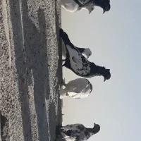 کفتر پرشی رنگه سینه طوقی معاوضه عروس و کوتوله|پرنده|مشهد, سرافرازان|دیوار