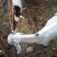 بزبایک کهره ماده|حیوانات مزرعه|عنبرآباد, |دیوار