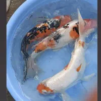 کوی مولد سوپر باله و مشکی زغالی|ماهی|کیاشهر, |دیوار