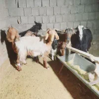 بز وکهره|حیوانات مزرعه|یاسوج, |دیوار