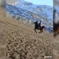 اسب مادیون آبستن با کره مادیون ۲ ماهه|اسب و تجهیزات اسب‌سواری|تهران, آذربایجان|دیوار