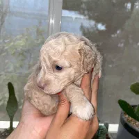 تاینی توی پودل|سگ|تهران, درختی|دیوار