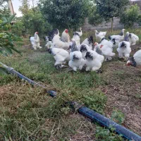 فروش تخم مرغ نطفه دار برهما امپراطور