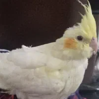 جوجه عروس هلندی