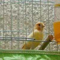 معاوضه قناری با ماده دیگر
